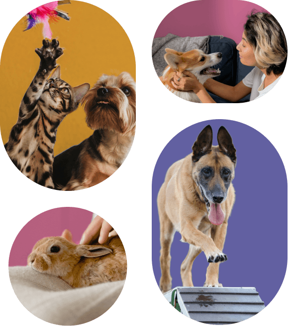 Pet care professional with animals