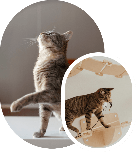 Comportementaliste chat