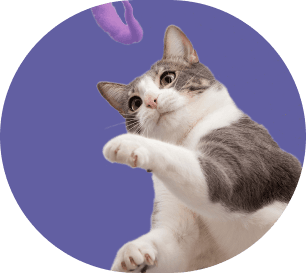 Éducateur comportementaliste félin