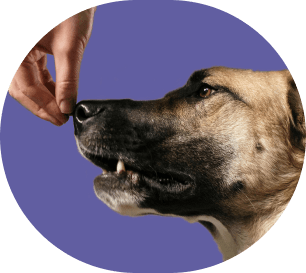 Éducateur comportementaliste canin