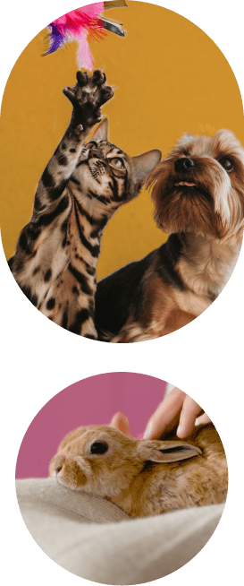 Pet care professional with animals