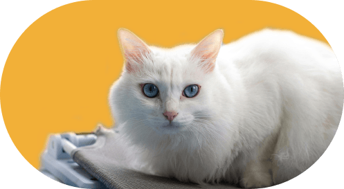 Hôtel pension féline