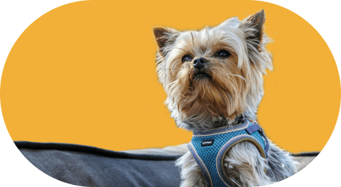 Hôtel pension canine