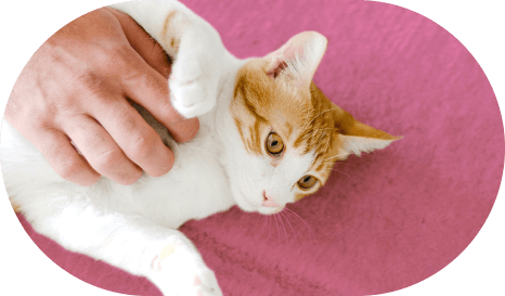 Pet Sitter pour chats